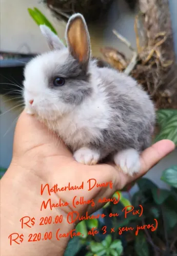 Coelho Anão Netherland Dwarf 