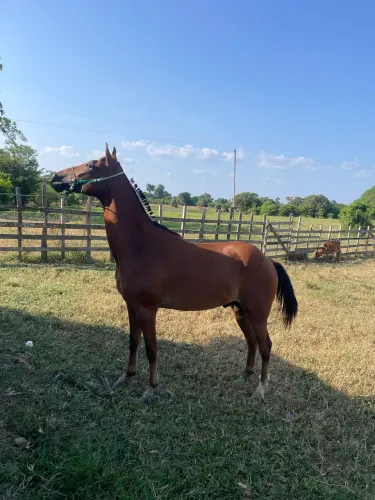 Vende-se cavalo meio sangue de Quarto de Milha