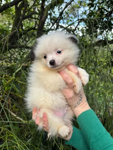 Spitz alemão