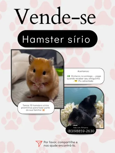 Vende-se hamster sírio