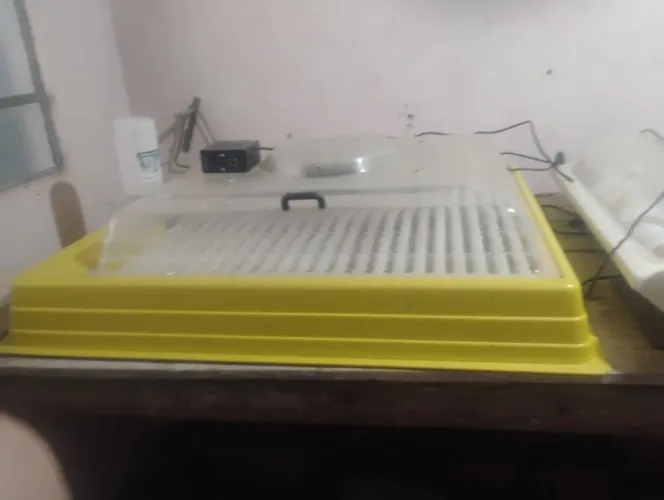 Chocadeira prêmio ecológica