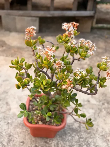 Suculenta Jade adulta florida