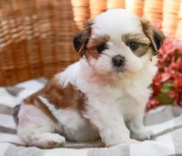 Shihtzu Mini Filhotes Para Pessoas Exigentes.