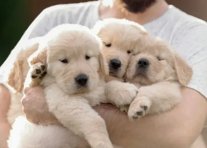 Golden Retriever Amor simples e verdadeiro.