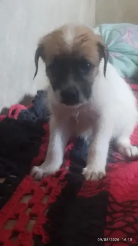 Filhote de cachorro