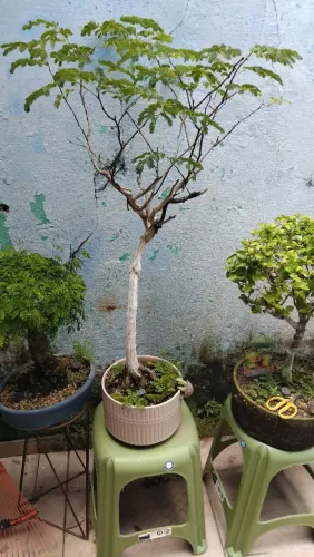 BONSAI
