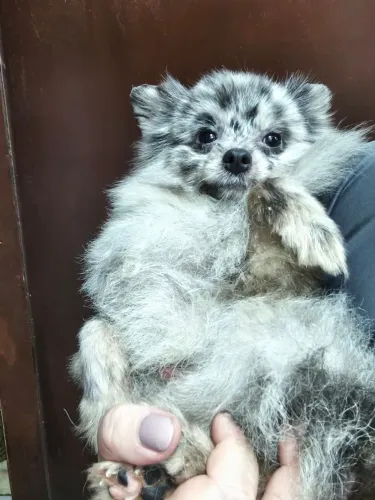 Spitz Merle macho, 1 ano