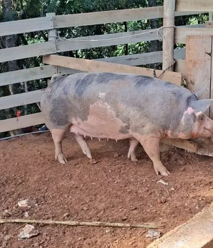 Porca pra venda 