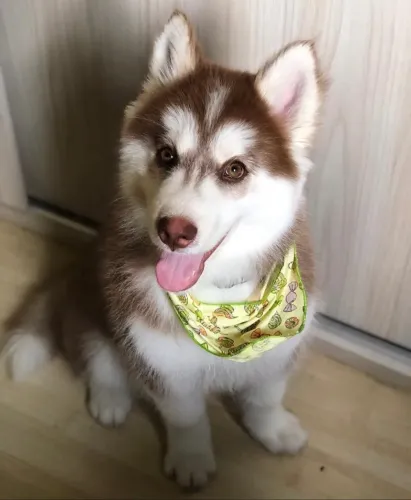 Doação Responsável Husky siberiano