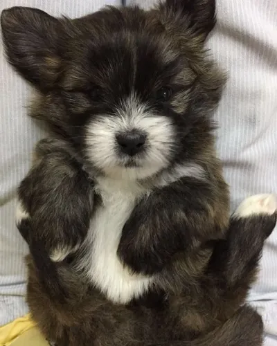 ?Lhasa Apso filhotes disponíveis - preço especial?