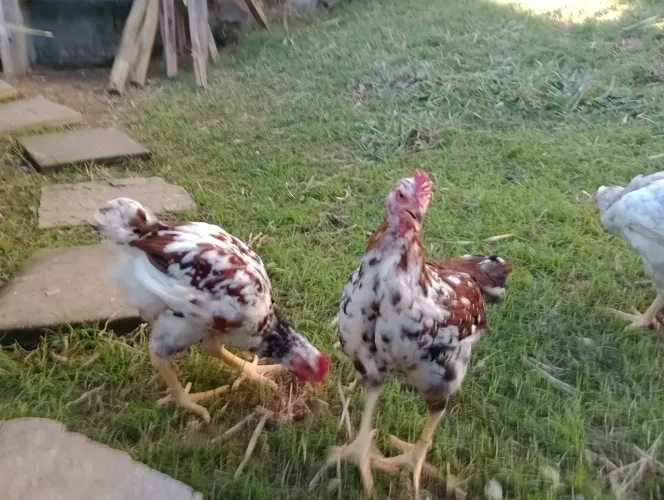 Frango gsb