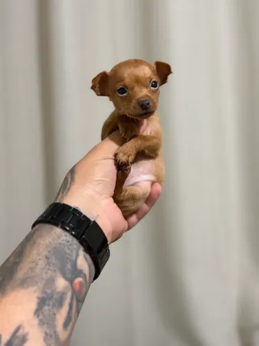 Pinscher fêmeas miniatura zero 