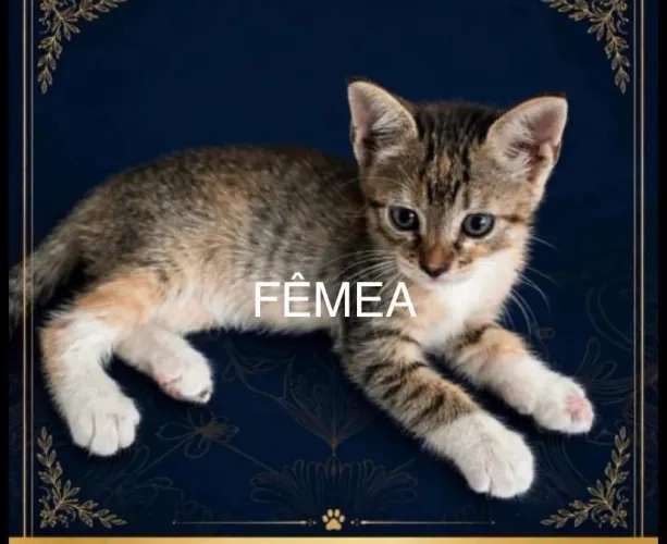 Doação de filhotes de gato