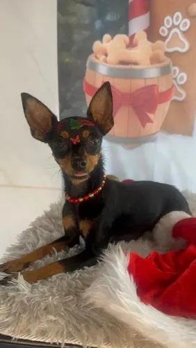 VENDO PINSCHER FÊMEA TAMANHO SUPER DOCIL DE ESTIMAÇÃO!!!!