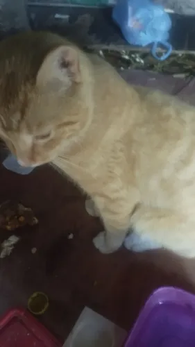 Gatinho jovem encontrado para adoção