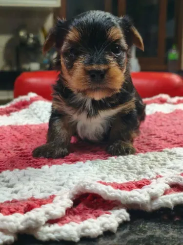 Machinho yorkshire disponível para venda 