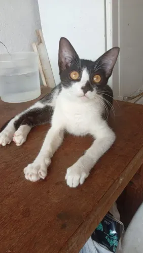 Doação Responsável Gato Castrado 5 meses 