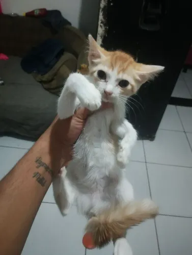 Gato