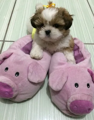 Shih Tzu maravilhosa 