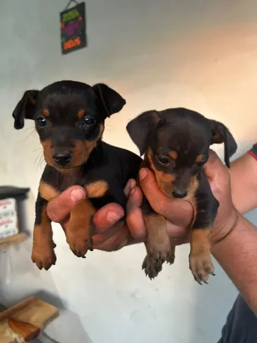 Pinscher