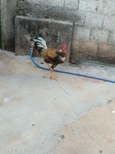 Grupo de galinhas
