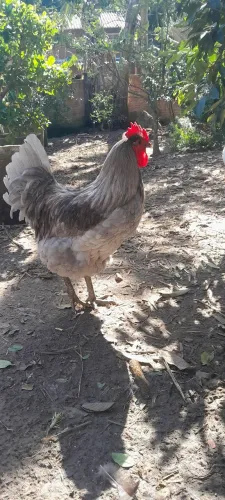  galo gigante de jersey 