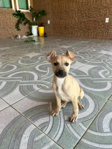 Cachorro Filhote Fêmea Adoção