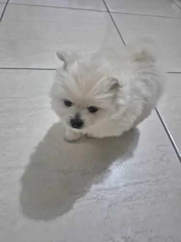 Spitz lulu ursinho fêmea