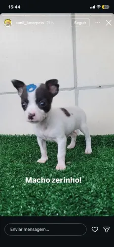 MACHINHO PINSCHER ZERINHO 
