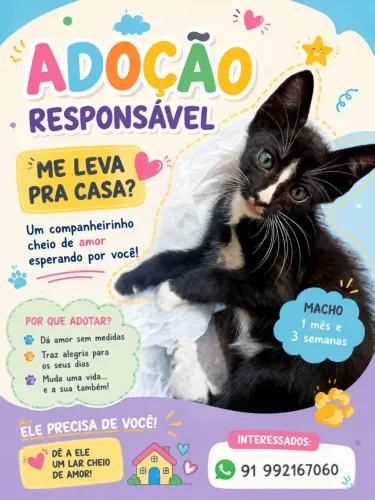 Gato Macho para adoção, de 1 mês e 3 semanas 