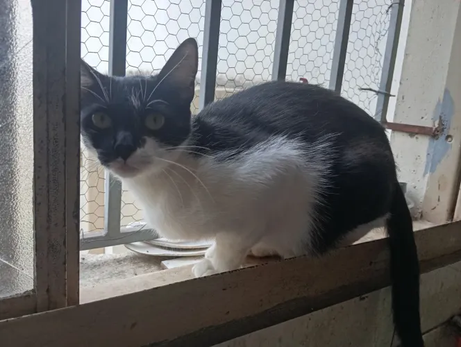 Gatas para doação, filhote e adulto