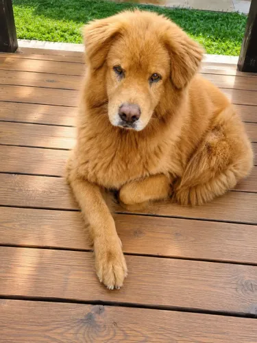 ADOÇÃO GOLDEN RETRIVER