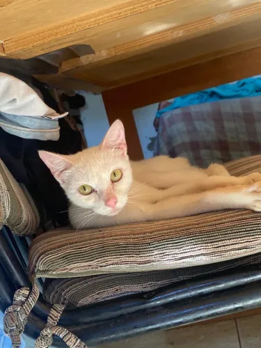 DOAÇÃO GATO URGENTE 