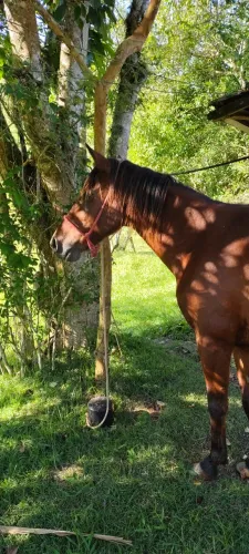 Cavalo