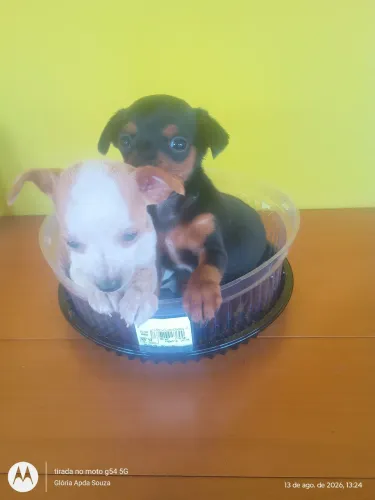Casal de Pincher