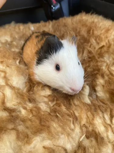 Porquinho da índia