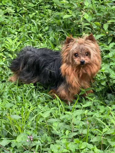 Yorkshire Terrier macho