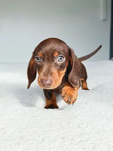 Dachshund filhote