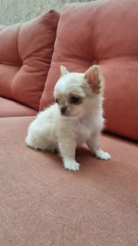 Chihuahua pelo longo filhotes