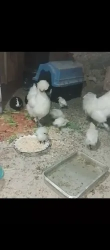 Sedosa do Japão