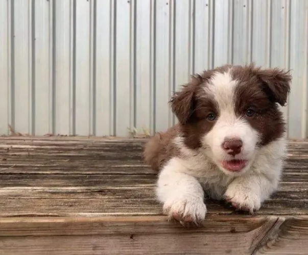 Border collie Fêmea