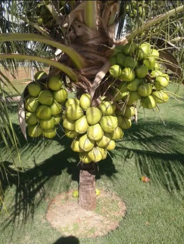 COCO ANÃO JÁ GRENDE 