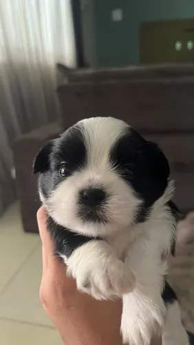Filhote de Shih Tzu
