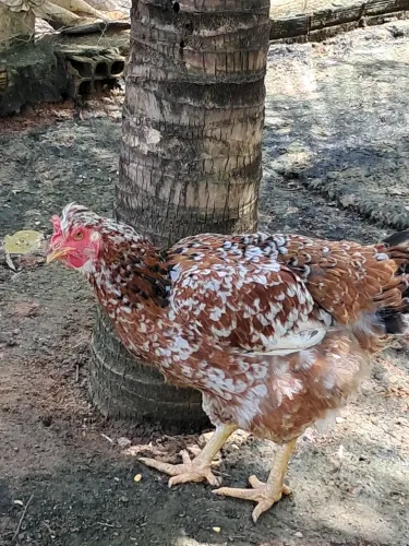 Ovos Férteis de Galinha Sertaneja Balão GSB