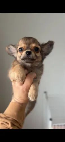 Chihuahuas Machos lindíssimos pelo longo