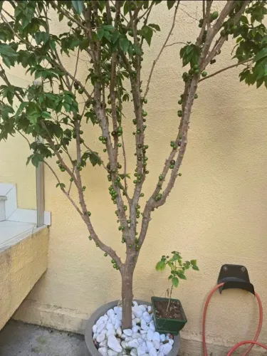 Pe de Jaboticaba produzindo em vaso 