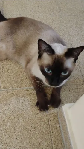 Gata adulta castrada e microchipada para adoção responsável