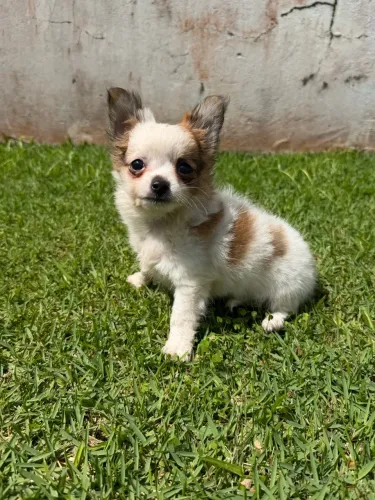 CHIHUAHUA filhote macho pelo longo