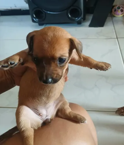 Vende-se Pincher número 1