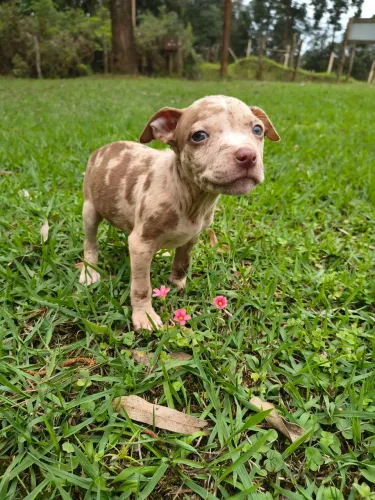 Pitbull x American Bully
